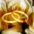 White Roses & Ring Spinning HD Video Background 0320