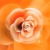 Orange Rose Turning HD Video Background 0345