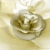 Rose White Spinning HD Video Background 0432