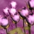 Roses Violet Spinning HD Video Background 0436