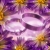 Rings & Flowers Purple Spinning HD Video Background 0448