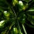 Abstract Green Fluid Moving HD Video Background 0628