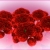 Bunch of Red Roses Spinning HD Video Background 0960