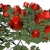 Red Rose Bush  Spinning HD Video Background 1118