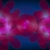 Pink Flowers Spiraling HD Video Background 1139