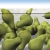 Green Pears Piling Up HD Video Background 1198