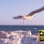 Seagull Takes Flight C150520
