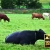 Cows Eating Grass