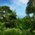 Forest under a Clear Day Sky HD Video Background 1413