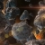 Meteoroids Spinning HD Video Background 1450