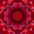 Red Rose Flower Kaleidoscope Loopable Video Background