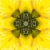 Yellow Flower Kaleidoscope Loopable Video Background