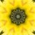 Yellow Flower Starlish Kaleidoscope Loopable Video Background