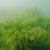 Swimming in Seaweed Video Footage