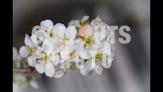 Cherry Blossom White Flowers