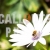 White Osteospermum Flower with Bee Closeup