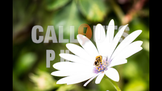 White Osteospermum Flower with Bee Closeup