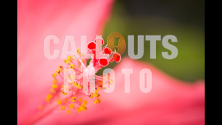 Extreme Closeup of  Red Hibiscus Chinese Rose Flower