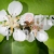 Bee on Cherry Blossom Extreme Closeup