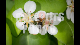 Bee on Cherry Blossom Extreme Closeup