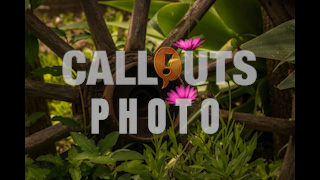 Old Wooden Wheel with Purple Flowers