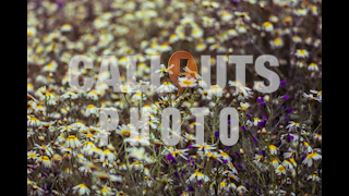 Field with Daisys and Pruple Flowers