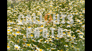 Daisy Flower Field