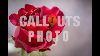 Red Rose on Grey Background