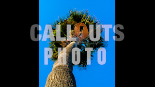 Palm Tree from Low Angle