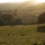 Rolling Hills Sunset Corktree Pan Slomo Video Footage