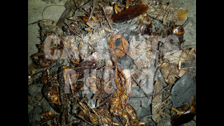 Pile of Dead Cochroaches 01