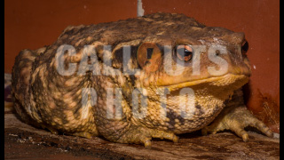 Gigantic Toad