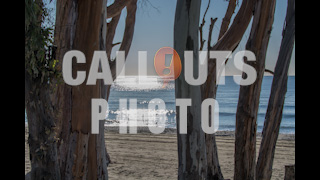 Trees in Front of Sandy Beach