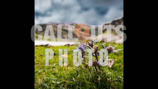 Tistles Closeup by Lake Covadonga