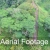 Aerial Footage Orbiting Falcata Trees in Rain Forest