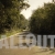 Summer Road in Forest with Blowing Pollen, with Bird Sounds, Stock Footage