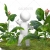 3D Guy Standing in Field of Tobacco Plants White Background