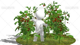 3D Guy Standing in Field of Tomato Plants White Background