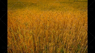 Wheat Fields 2