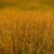 Wheat Fields 2