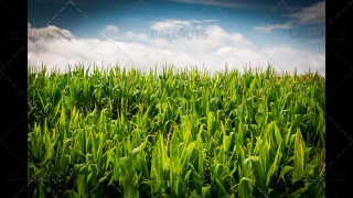 Corn Field with Blue Cloudy Sky