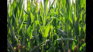 Corn Field Close-up