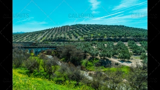 Olive Trees Plantation Fields