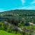 Olive Trees Plantation Fields