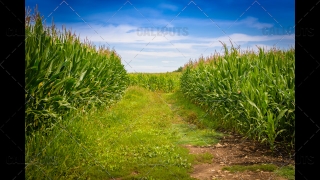 Tractor Road in Corn Fields