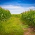 Tractor Road in Corn Fields