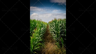 Corn Field Row with Blue Sky