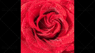 Wet Red Rose Closeup