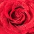 Wet Red Rose Closeup