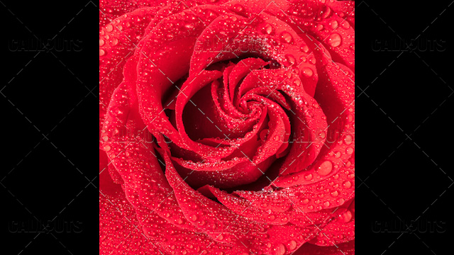 Wet Red Rose Closeup